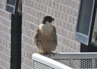 Peregrine Falcon