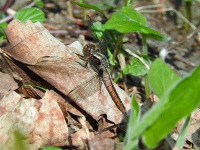 Chalk-fronted Corporal (Ladona julia)