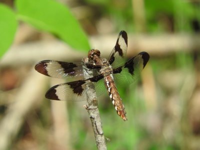 Common Whitetail, female (Plathemis lydia)