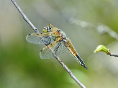 Four-spotted Skimmer (Libellula quadrimaculata)