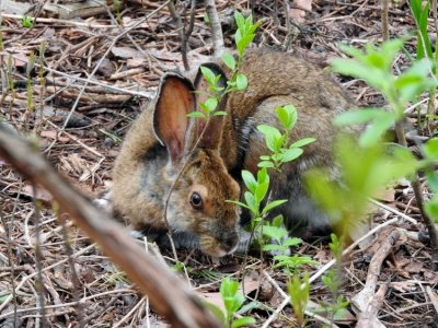 Snowshoe Hare