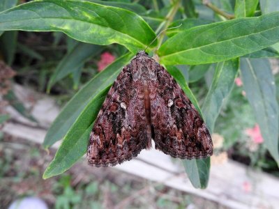 Ilia Underwing (Catocala ilia) Hodges #8801