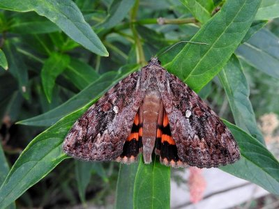 Ilia Underwing (Catocala ilia) Hodges #8801