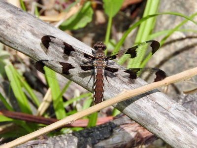 Common Whitetail, female (Plathemis lydia)