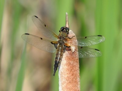 Four-spotted Skimmer (Libellula quadrimaculata)