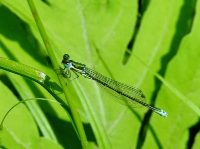 Sedge Sprite