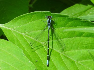 Aurora Damsel (Chromagrion conditum)