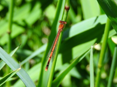 Eastern Red Damsel (Amphiagrion saucium)