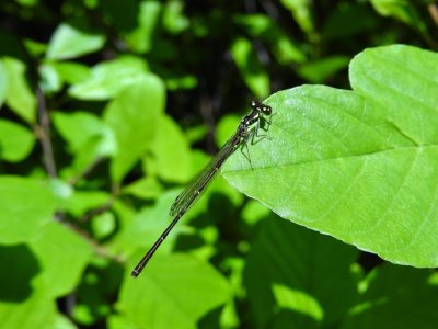 Fragile Forktail (Ischnura posita)
