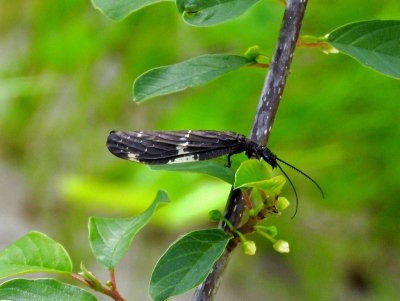 Dark Fishfly (Nigronia sp.)