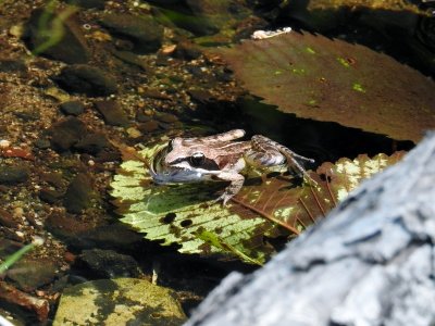 Wood Frog (Rana sylvatica)