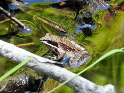 Wood Frog (Rana sylvatica)