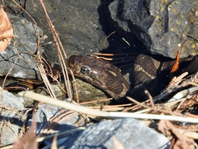 Northern Water Snake