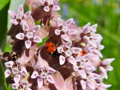 Orange-spotted and Seven-spotted Lady Beetles