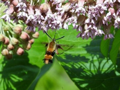 Snowberry Clearwing (Hemaris diffinis) Hodges #7855