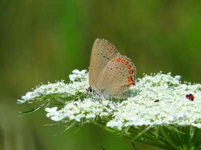 Coral Hairstreak (Satyrium titus)