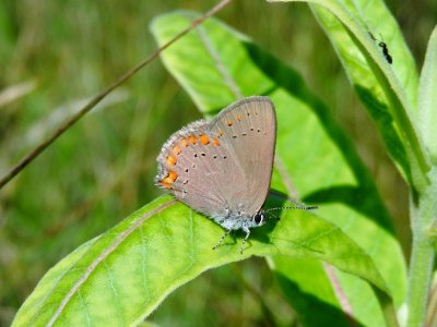 Coral Hairstreak (Satyrium titus)