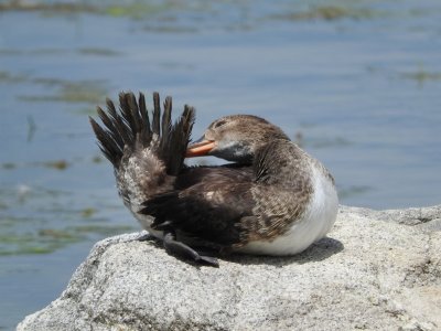 Hooded Merganser (juvenile)