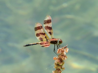 Halloween Pennant (Celithemis eponina)