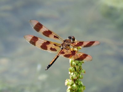 Halloween Pennant (Celithemis eponina)