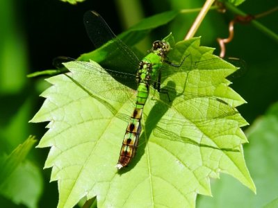 Eastern Pondhawk (Erythemis simplicicollis), female