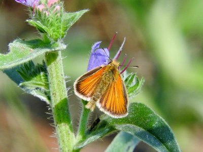 European Skipper (Thymelicus lineola)