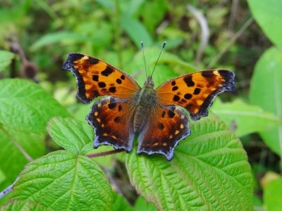 Eastern Comma (Polygonia comma)