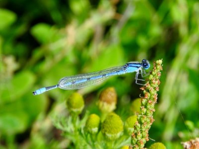 Familiar Bluet (Enallagma civile)