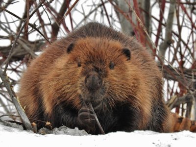 Beavers & Muskrats
