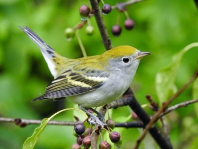 Chestnut-sided Warblers