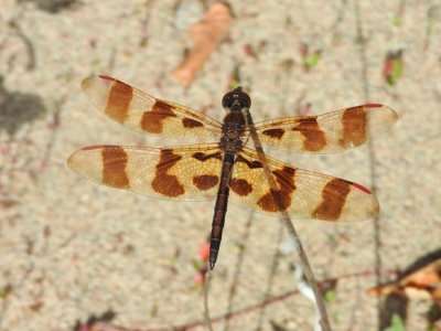 Halloween Pennant (Celithemis eponina)