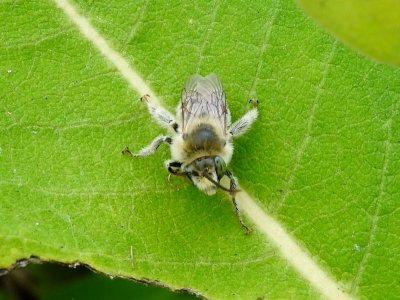 Melissodes Bee (Eumelissodes sp.)