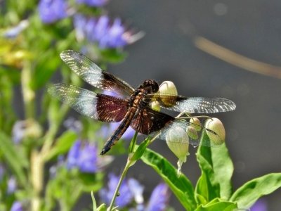 Widow Skimmer (Libellula luctuosa)