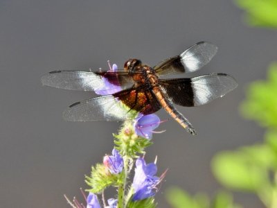 Widow Skimmer (<i>Libellula luctuosa</i>)