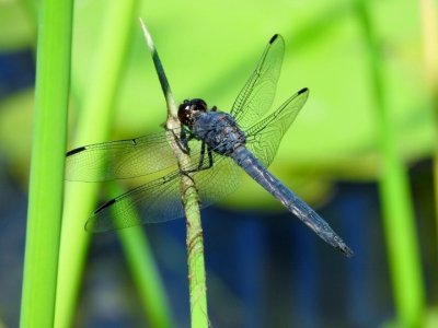 Slaty Skimmer (Libellula incesta)