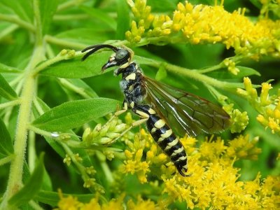 Tiphiid Wasp (Possibly Myzinum quinquecinctum)