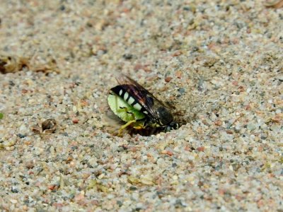 Sand Wasp (possibly Bicyrtes quadrifasciatus)