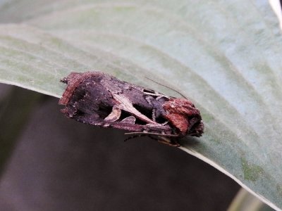 Dingy Cutworm Moth (Feltia jaculifera) Hodges#10670