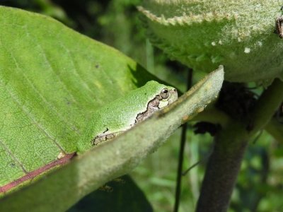 Gray Treefrog (Hyla versicolor )