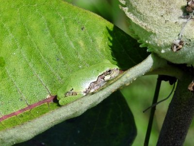 Gray Treefrog (Hyla versicolor )