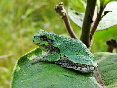 Gray Treefrog (Hyla versicolor )