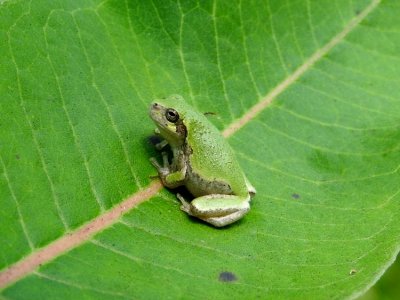 Gray Treefrog (Hyla versicolor )