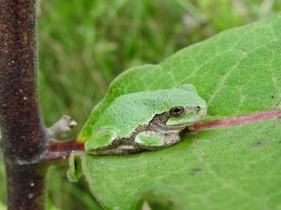 Gray Treefrog (Hyla versicolor )