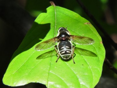Narrow-banded Pond Fly (Sericomyia militaris)