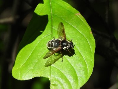 Narrow-banded Pond Fly (Sericomyia militaris)