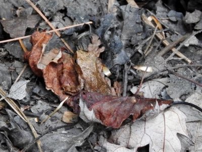 Spring Peeper (Pseudacris crucifer)