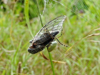 Banded argiope (Argiope trifasciata) with Cicada
