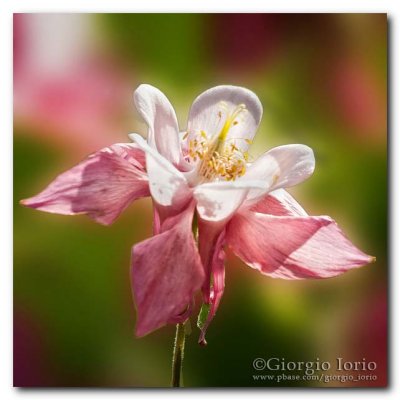 Columbine Flower