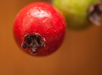 Holly Berries