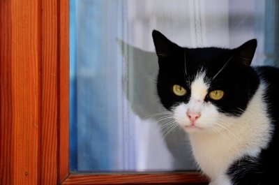 Cat 2.jpg